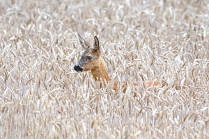 Deer, doe in wheat field