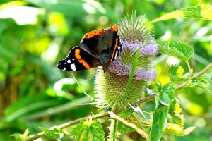 Wild cardoon with butterfly