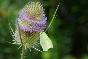 Wild cardoon with butterfly