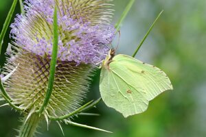 Wild cardoon with butterfly