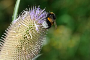 Wild cardoon with bumblebee