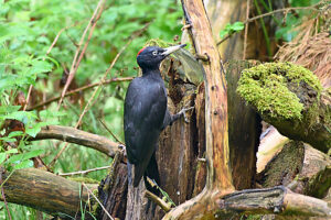 Black woodpecker foraging