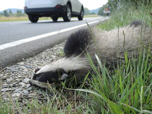 Badger as a fall game at the roadside