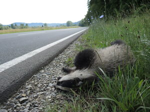 Badger as a fall game at the roadside