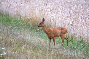 Deer, doe at wheat field