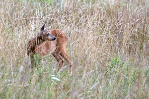 Deer, doe at wheat field