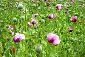 Opium poppy