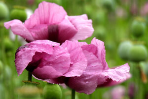 Opium poppy