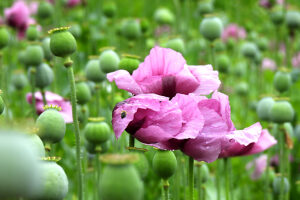 Opium poppy