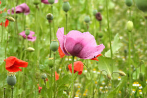 Opium poppy