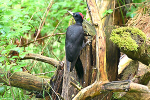 Black woodpecker foraging