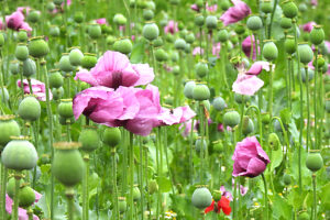 Opium poppy