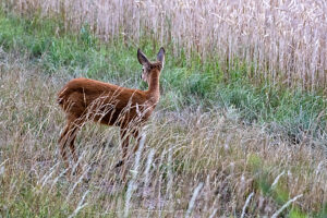 Deer, doe at wheat field