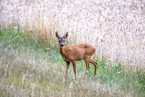 Deer, doe at wheat field