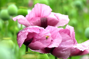 Opium poppy