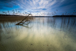 Lakeside, reed, dead tree, cloudy sky, Lakeside, reed, dead tree, cloudy sky,