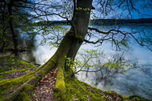Lakeshore, beech, detail, Lakeshore, beech, detail,