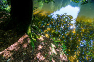 Riverside, Tree Trunk, Detail, Water Surface, Reflection, Riverside, Tree Trunk, Detail, Water Surface, Reflection,
