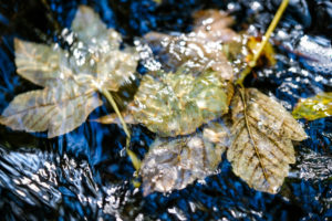 Autumn colors, leaves, river, Autumn colors, leaves, river,