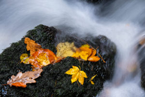 Stone, autumn leaves, brook, detail, long exposure, Stone, autumn leaves, brook, detail, long exposure,