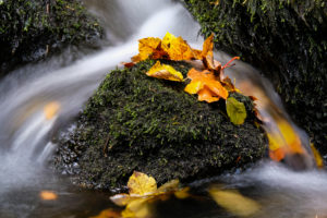 Stone, autumn leaves, brook, detail, long exposure, Stone, autumn leaves, brook, detail, long exposure,