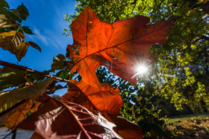 Lakeside, Branch, Detail, Leaves, Sun, Lakeside, Branch, Detail, Leaves, Sun,