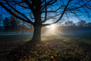 Autumn landscape, meadow, trees, bare, fog, back light, Autumn landscape, meadow, trees, bare, fog, back light,