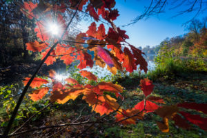 Riverside, View, Water Surface, Leaves, Detail, Sun, Riverside, View, Water Surface, Leaves, Detail, Sun,