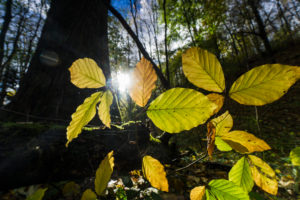 Forest, trees, detail, leaves, Forest, trees, detail, leaves,