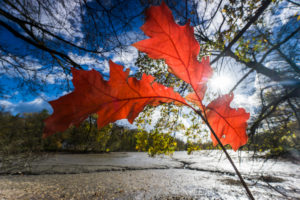 Lake shore, branch, detail, leaves, sun, Lake shore, branch, detail, leaves, sun,