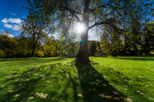 Meadow, tree, back light, sun, Meadow, tree, back light, sun,