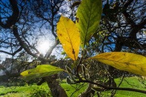 Deciduous tree, leaves, detail, autumn, Deciduous tree, leaves, detail, autumn,