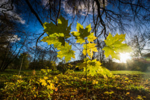 Forest, plants, autumnal, maple, back light, Forest, plants, autumnal, maple, back light,