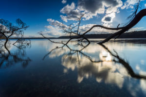 Lakeshore, trees, bleak, detail, Lakeshore, trees, bleak, detail,