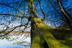 Tree, trunk, mossy, detail, Tree, trunk, mossy, detail,