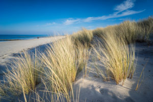 Baltic Sea with golden yellow beach grass in the sunlight, winter on the Baltic Sea and grasses on the beach Baltic Sea with golden yellow beach grass in the sunlight, winter on the Baltic Sea and grasses on the beach