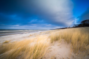 Baltic Sea with golden yellow beach grass in the sunlight, winter on the Baltic Sea and grasses on the beach Baltic Sea with golden yellow beach grass in the sunlight, winter on the Baltic Sea and grasses on the beach