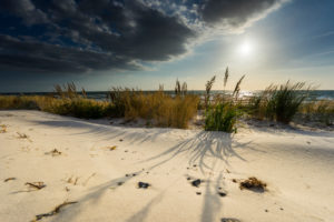 Baltic Sea with golden yellow beach grass in the sunlight Baltic Sea with golden yellow beach grass in the sunlight