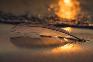 A feather on the beach of the Baltic Sea with setting sun and sun reflections A feather on the beach of the Baltic Sea with setting sun and sun reflections