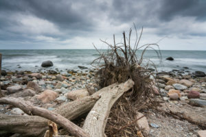 Fallen tree on Hiddensee beach with beautiful clouds on the beach and sun reflections Fallen tree on Hiddensee beach with beautiful clouds on the beach and sun reflections