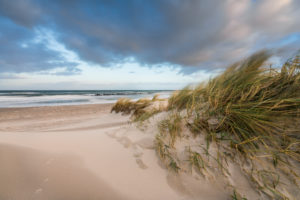 Baltic sea coast with beach grass in winter Baltic sea coast with beach grass in winter