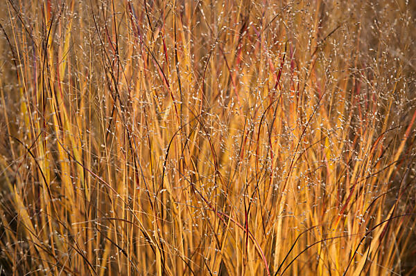Bildagentur | mauritius images | Bambus im weichen Sonnenlicht am Bodensee