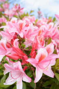 Bildagentur | mauritius images | Japanese azalea, Rhododendron 'Hinomayo',  Top view of many pink flowers creating a pattern.