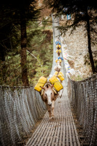 Esel Trek auf Hängebrücke, Lastesel, Transportesel Esel Trek auf Hängebrücke, Lastesel, Transportesel