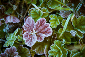 Plant, leaves, first frost, cold, Plant, leaves, first frost, cold,