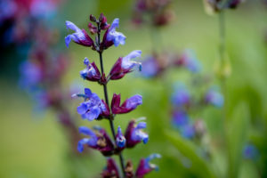lila Salbeiblüte, Wiesensalbei, Salvia pratensis lila Salbeiblüte, Wiesensalbei, Salvia pratensis