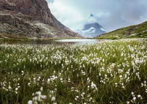 Matterhorn in Wolken, Riffelsee mit Wollgrass im Vordergrund, Wallis, Schweiz, Matterhorn in Wolken, Riffelsee mit Wollgrass im Vordergrund, Wallis, Schweiz,
