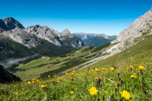 Blumenwiese an der Ehrwalder Alm, Tirol, Österreich Blumenwiese an der Ehrwalder Alm, Tirol, Österreich