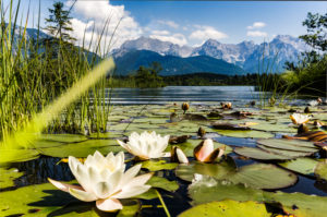 Seerosen am Barmsee mit Blick auf Karwendel, Oberbayern, Deutschland, Seerosen am Barmsee mit Blick auf Karwendel, Oberbayern, Deutschland,