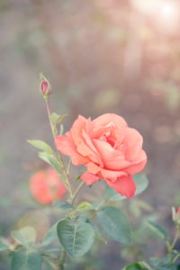 orange vintage rose orange vintage rose